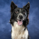 Entry image for Opie