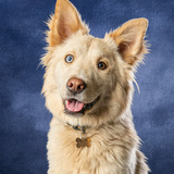 Entry image for Daisy