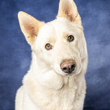 Entry image for Echo