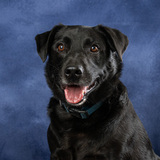 Entry image for Barkley