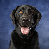 Entry image for Odin