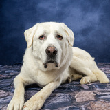 Entry image for Lily