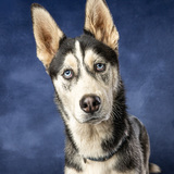 Entry image for Dean