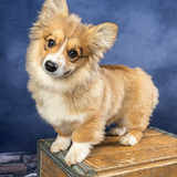 Entry image for Tilly