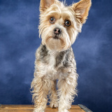 Entry image for Simon