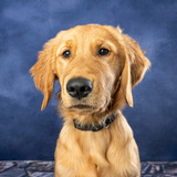 Entry image for Copper