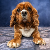 Entry image for Milo