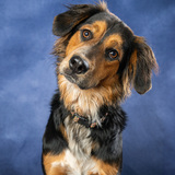 Entry image for Jasmine