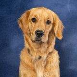 Entry image for Scooter