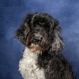 Entry image for Zona