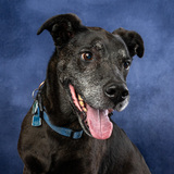 Entry image for Panther