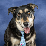 Entry image for Bridger