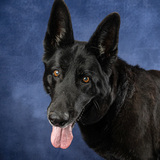 Entry image for Josie