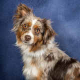 Entry image for Penny