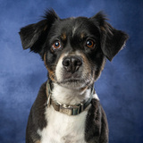 Entry image for Buddy