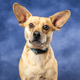 Entry image for Houdini