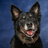 Entry image for Lilo