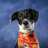 Entry image for Goat