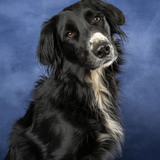 Entry image for Spencer