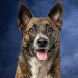 Entry image for Kota