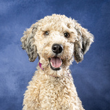 Entry image for FizzGig