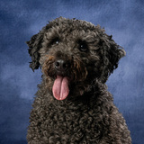 Entry image for Muppet