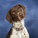 Entry image for Beau