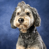 Entry image for Ted Doodles