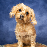 Entry image for Rosie