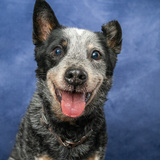 Entry image for Raider