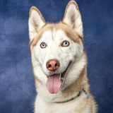 Entry image for Cedar