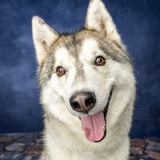 Entry image for Reign