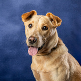 Entry image for Josie