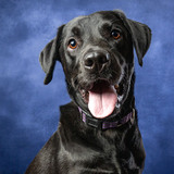 Entry image for Parker