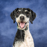 Entry image for Willow