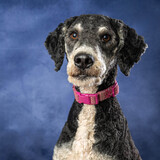 Entry image for Darla