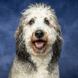 Entry image for Mogli