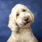 Entry image for Hooey