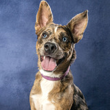 Entry image for Charlie