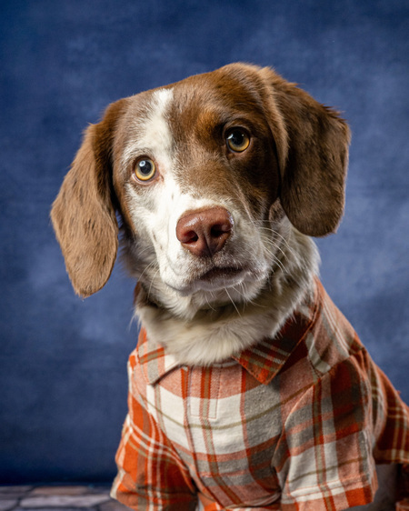 Entry image for Koda. Clicking this image will show a larger photo