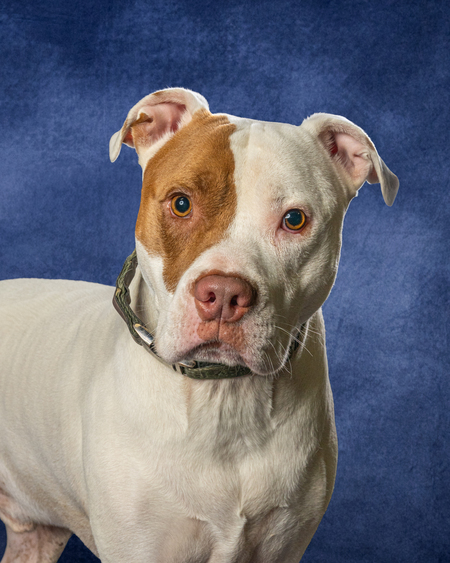 Entry image for Oliver. Clicking this image will show a larger photo