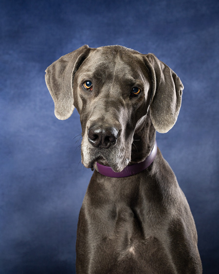 Entry image for Dutchess. Clicking this image will show a larger photo