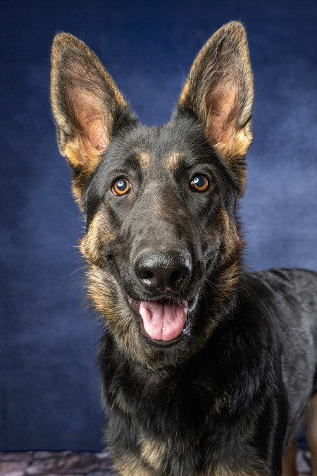 Entry image for Kira. Clicking this image will show a larger photo