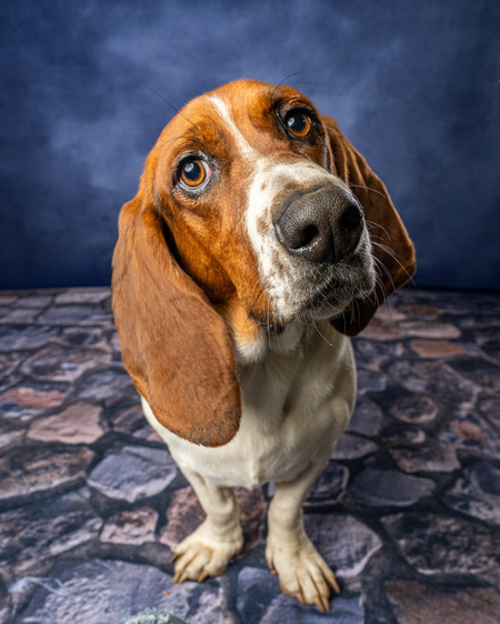 Entry image for Huckleberry. Clicking this image will show a larger photo