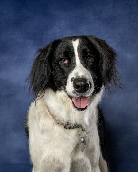 Entry image for Belle. Clicking this image will show a larger photo