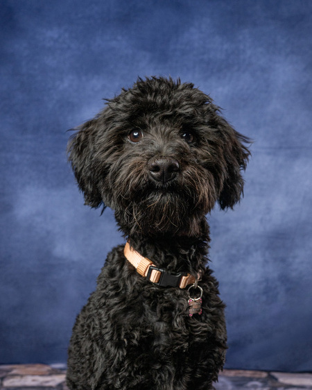 Entry image for Dottie. Clicking this image will show a larger photo