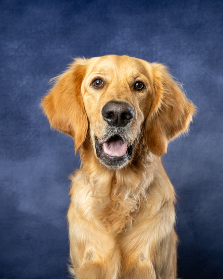 Entry image for Duke. Clicking this image will show a larger photo