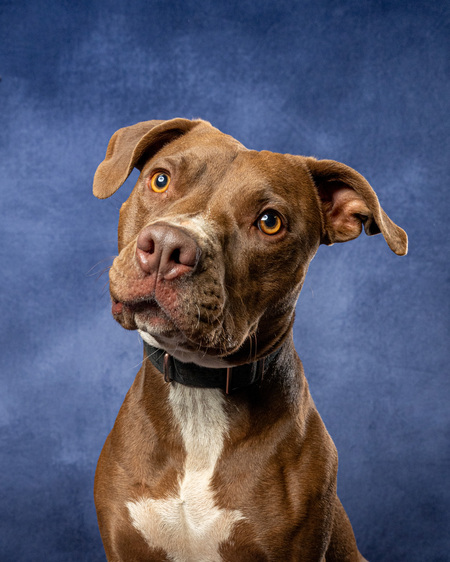 Entry image for Amelia. Clicking this image will show a larger photo