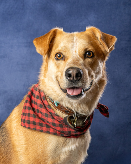 Entry image for Coyote. Clicking this image will show a larger photo