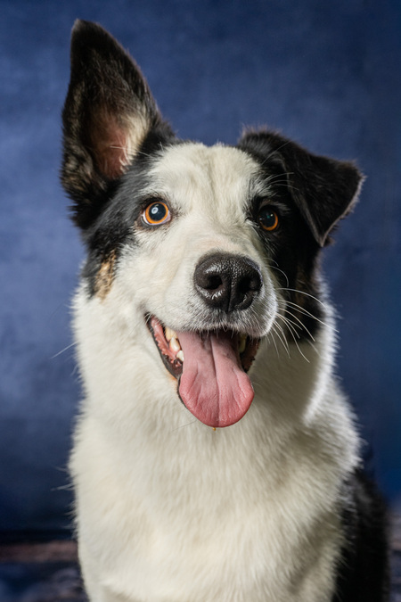 Entry image for Cinch. Clicking this image will show a larger photo